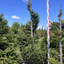 Топиарий спираль Ель обыкновенная 2864-65