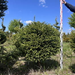 Топиарий шар Ель обыкновенная 2866-67