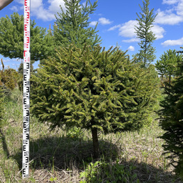 Топиарий шар Ель обыкновенная 2868-69