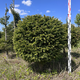 Топиарий шар Ель обыкновенная 2870-71