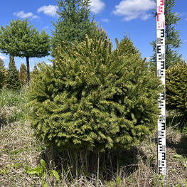 Топиарий шар Ель обыкновенная 2873-74