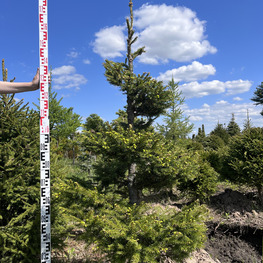 Топиарий спираль Ель обыкновенная 2875-76