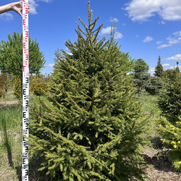 Топиарий конус Ель обыкновенная 2877-78