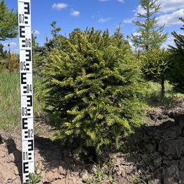 Топиарий шар Ель обыкновенная 2879-80