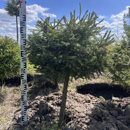 Топиарий шар Ель обыкновенная 2881-82