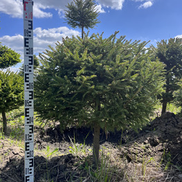 Топиарий шар Ель обыкновенная 2883-84