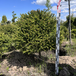 Топиарий шар Ель обыкновенная 2885-86