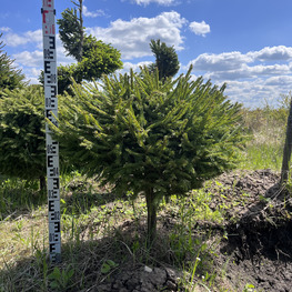 Топиарий шар Ель обыкновенная 2887-88