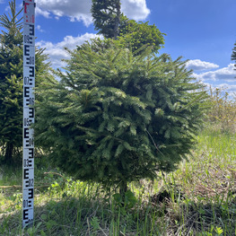 Топиарий шар Ель обыкновенная 2889-91