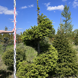 Топиарий спираль Ель обыкновенная 2892-93