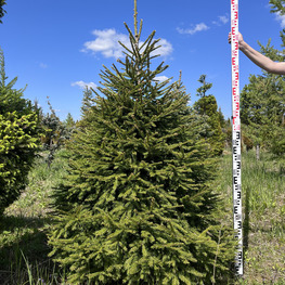 Топиарий конус Ель обыкновенная 2894-95