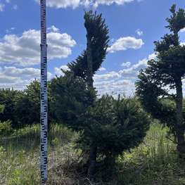 Топиарий спираль Ель обыкновенная 2906-07