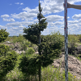Топиарий спираль Ель обыкновенная 2925-26