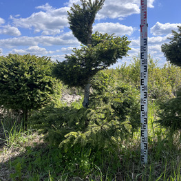 Топиарий спираль Ель обыкновенная 2927-28