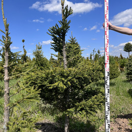 Топиарий спираль Ель обыкновенная 2942-43