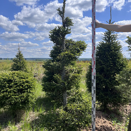 Топиарий спираль Ель обыкновенная 2944-45