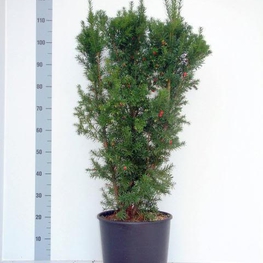 Тис Ягодный Таксус баката (Taxus bacata)