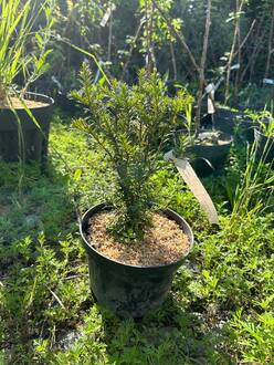 Тис Ягодный Таксус баката (Taxus bacata)
