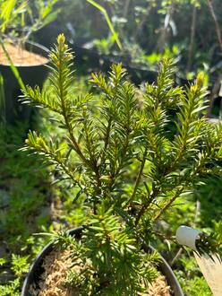 Тис Ягодный Таксус баката (Taxus bacata)