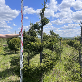 Топиарий спираль Ель обыкновенная 2954-55