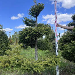 Топиарий спираль Ель обыкновенная 2962-63