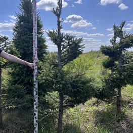 Топиарий спираль Ель обыкновенная 2966-67