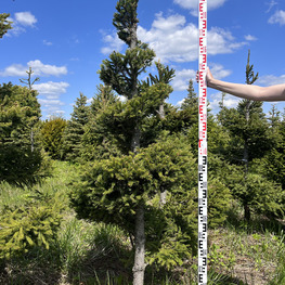 Топиарий спираль Ель обыкновенная 2964-65