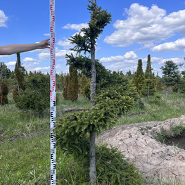 Топиарий спираль Ель обыкновенная 3091-92