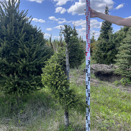 Топиарий спираль Ель обыкновенная 3093-94