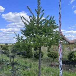 Топиарий конус Лиственница 3107-08