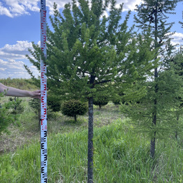 Топиарий шар Лиственница 3109-10