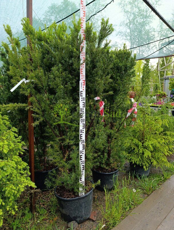 Тис средний Хикси (Hicksii)