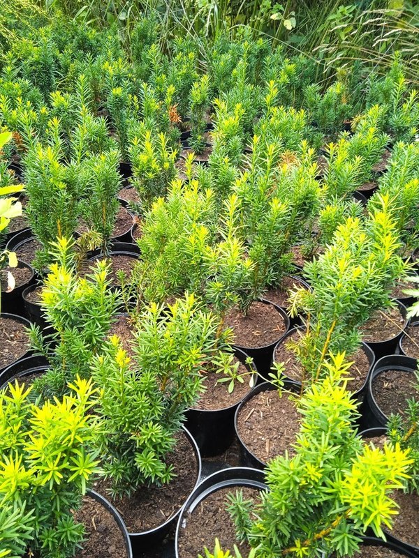 Тис средний Хикси (Hicksii)