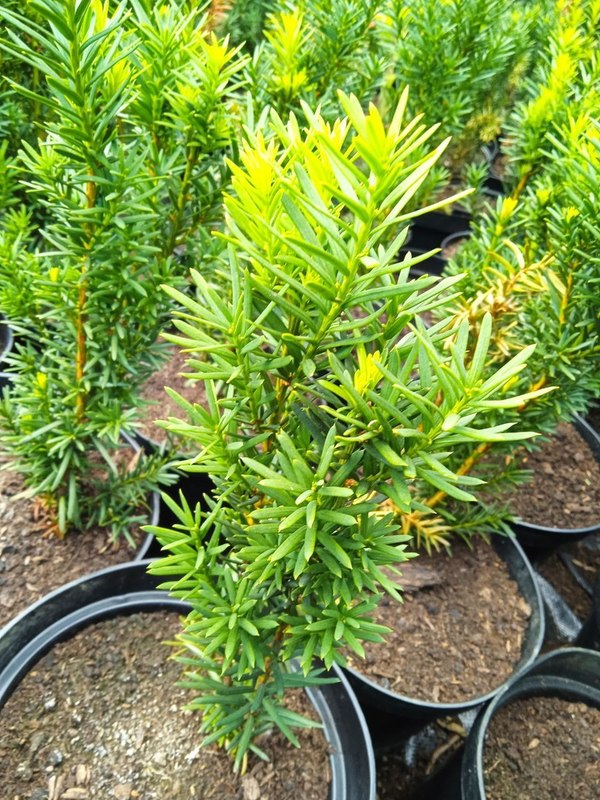 Тис средний Хикси (Hicksii)