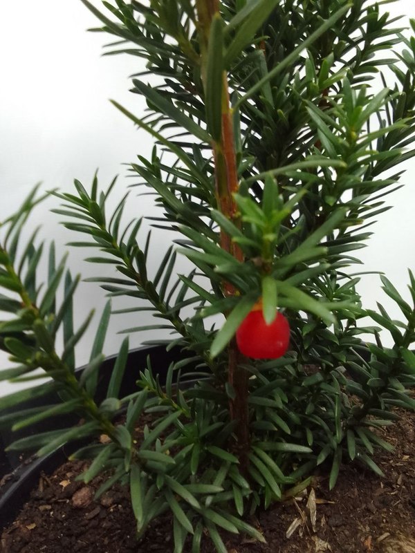 Тис средний Хикси (Hicksii)