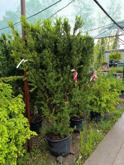 Тис средний Хикси (Hicksii)