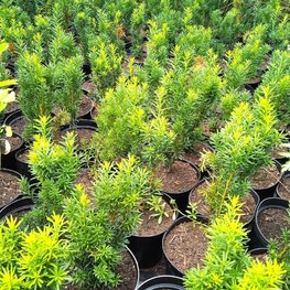 Тис средний Хикси (Hicksii)