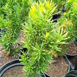 Тис средний Хикси (Hicksii)