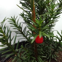 Тис средний Хикси (Hicksii)