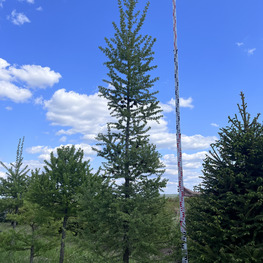 Топиарий конус лиственница 3111-12