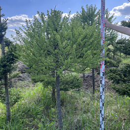 Топиарий шар Лиственница 3120-21