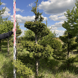 Топиарий спираль Ель 3122-23