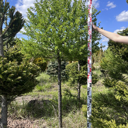 Топиарий шар Лиственница 3126-27