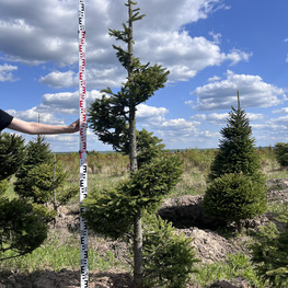 Топиарий спираль Ель 3133-34