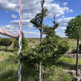 Топиарий спираль Ель обыкновенная 3137-38