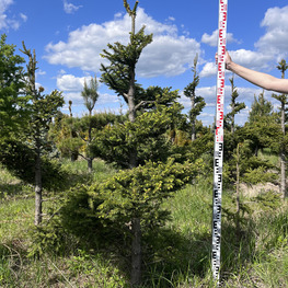 Топиарий спираль Ель обыкновенная 3141-42