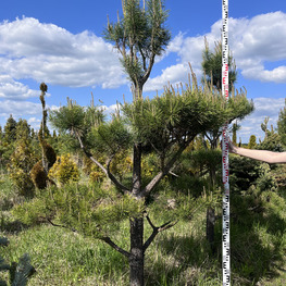 Бонсай сосна 3153-54