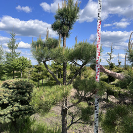 Бонсай сосна 3155-56