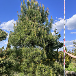 Топиарий конус Сосна 3166-68