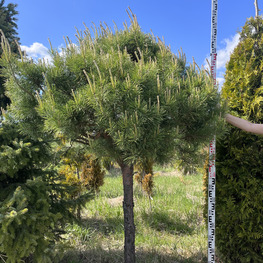 Топиарий шар Сосна 3177-78